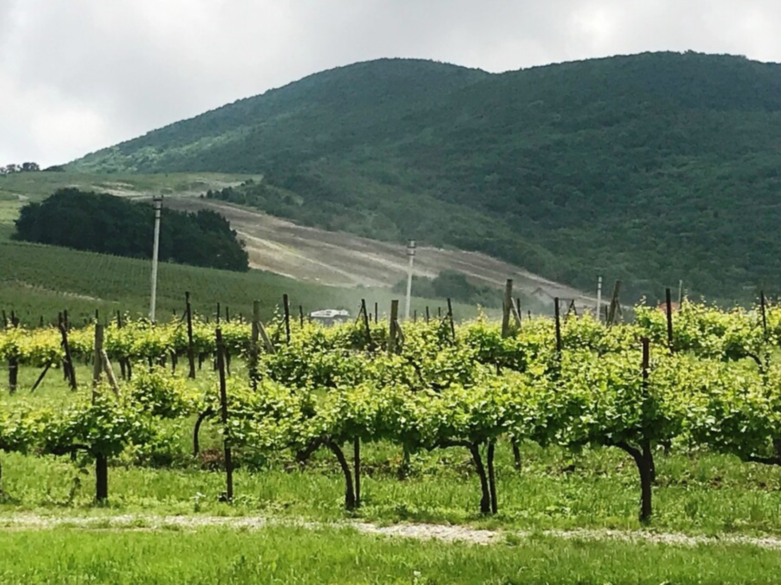 Виноградники
