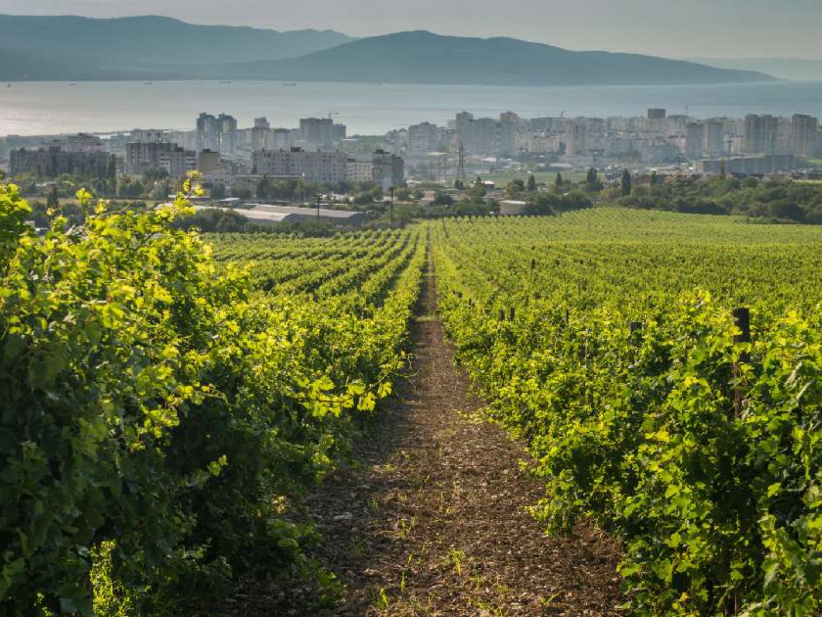Зеленые просторы местных виноградников  