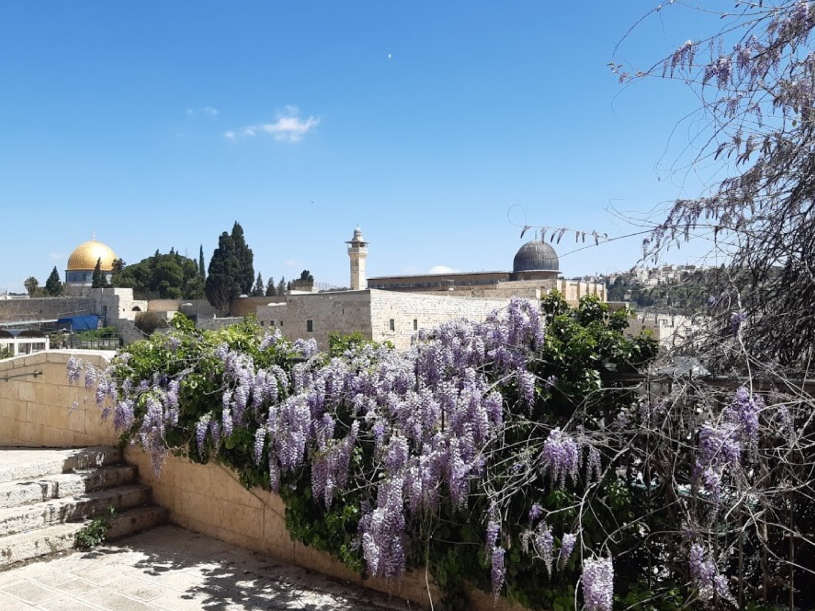 Глициния у Храмовой горы