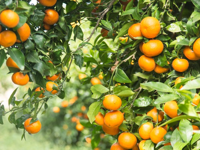 5-дневный тур из Баку “Море, чай и мандарины”