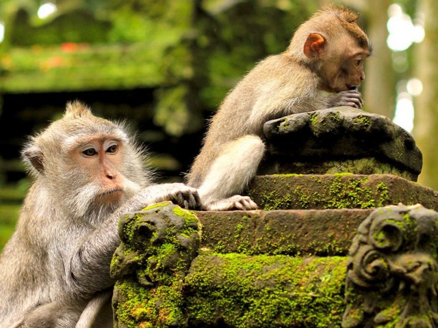 Обзорная экскурсия на Бали: Убуд, Лес обезьян и вулкан Батур