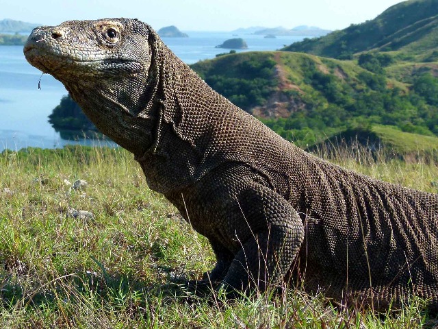 Обзорная экскурсия в группе с Бали на остров драконов Комодо