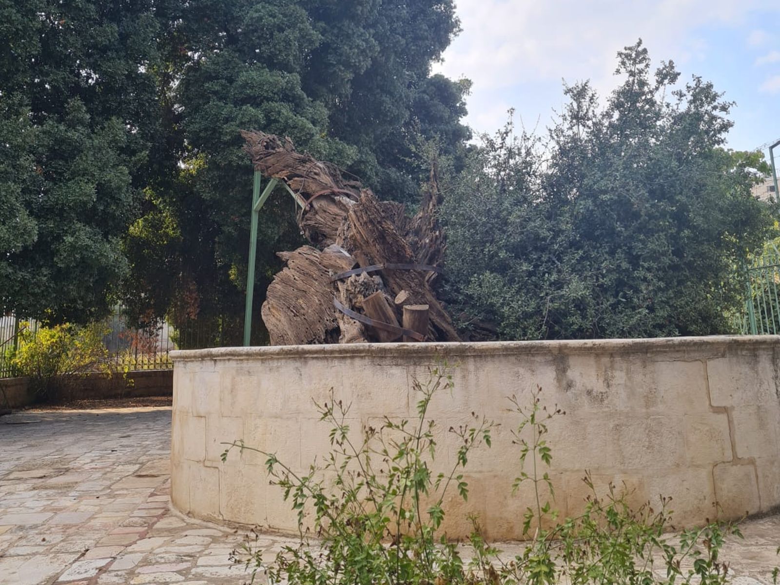 Древнее дерево