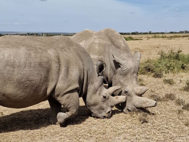 Национальный парк Найроби — первый в Кении