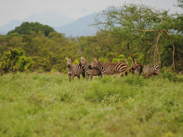 Природная жемчужина Кении: национальный парк Меру