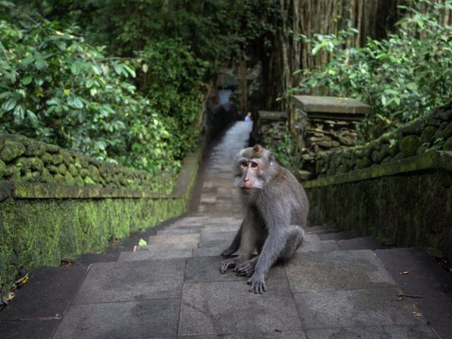 Индивидуальная обзорная экскурсия по Убуду